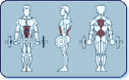 Ab Muscles Worked by Sit Up Machine