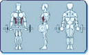 Muscles Worked by Hip Curl
