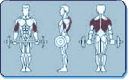 Muscles Worked by Shoulder Press