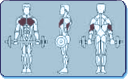 Muscles Worked by Triceps Extensions